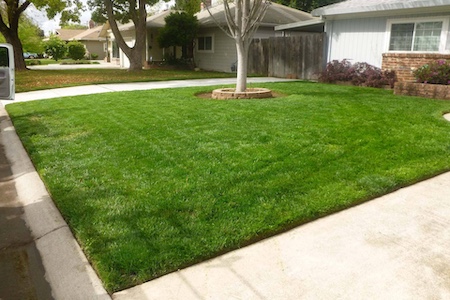 Why Spring Fertilization Is Essential for Sacramento Lawns