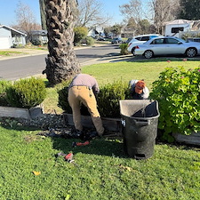 West-Sacramento-Shrub-Trimming-Landscape-Bed-Cleanup-by-Orchid-Lawn-Care-Experts 0