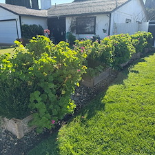 West-Sacramento-Shrub-Trimming-Landscape-Bed-Cleanup-by-Orchid-Lawn-Care-Experts 1
